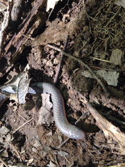 Carphophis amoenus amoenus