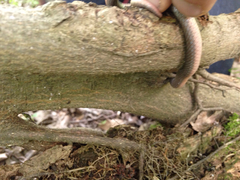 Carphophis amoenus amoenus