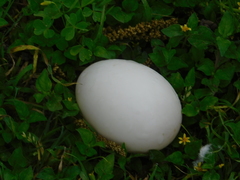 Anas platyrhynchos domesticus