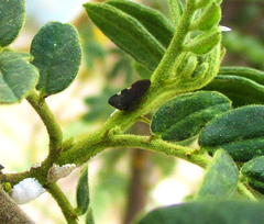 Enchenopa quadricolor