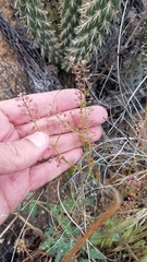 Lepidium oblongum