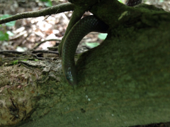 Carphophis amoenus amoenus