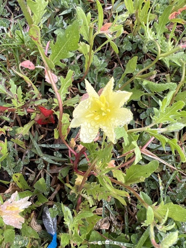 Oenothera laciniata, 2024-04-29