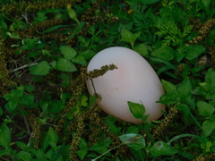 Anas platyrhynchos domesticus