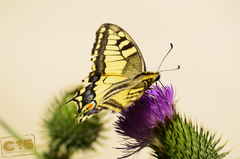 Papilio machaon