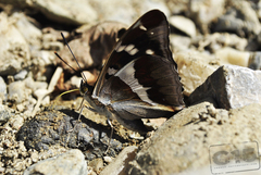 Apatura iris