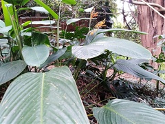 Stromanthe stromanthoides