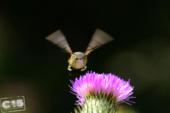 Macroglossum stellatarum