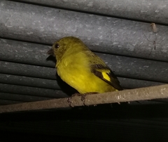 Spinus xanthogastrus