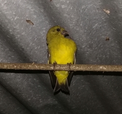 Spinus xanthogastrus