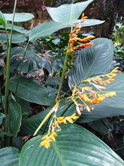 Stromanthe stromanthoides