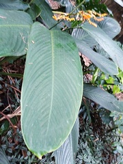 Stromanthe stromanthoides