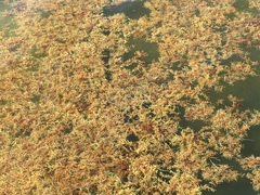 Sargassum natans