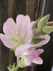 Sidalcea diploscypha