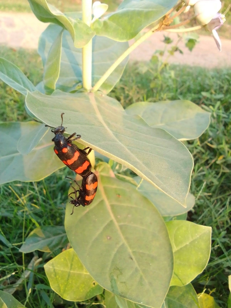 Hycleus biundulatus from 5PG5+9HV Khandula Temple Park, Jatni, near ...