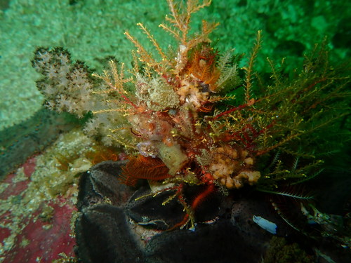 planar hydroid (Sertularella arbuscula) · iNaturalist