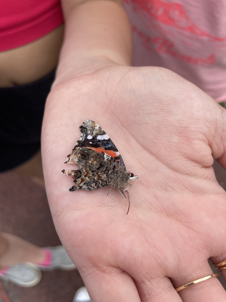 Red Admiral from McGovern Rd, Houston, PA, US on April 29, 2024 at 1258 PM by kidrilak