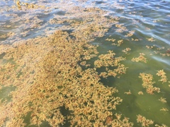 Sargassum natans
