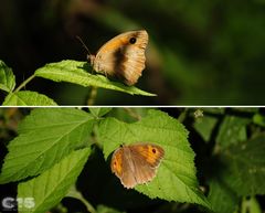Maniola jurtina