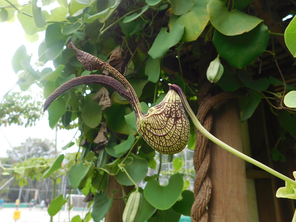 Aristolochia ringens from D 756a. la # 39, Cl. 61 Sur, Medellín ...