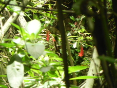 Coeligena helianthea