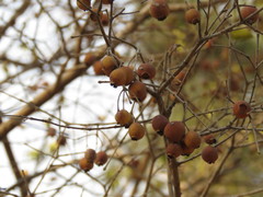 Psidium sartorianum