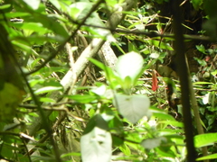 Coeligena helianthea