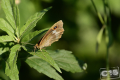 Maniola jurtina