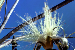 Pseudobombax palmeri