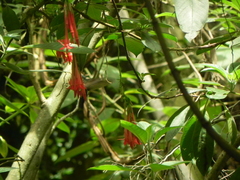 Coeligena helianthea