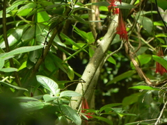 Coeligena helianthea