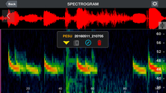 Perimyotis subflavus