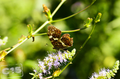 Araschnia levana