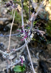 Pelargonium asarifolium