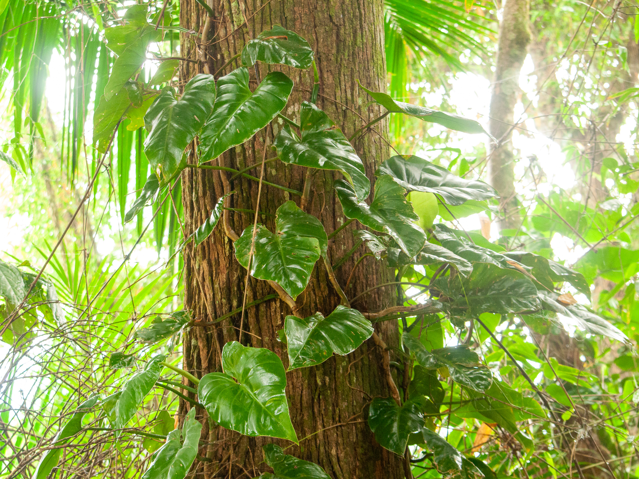 Philodendron appendiculatum