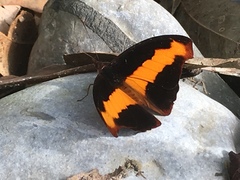 Catonephele mexicana