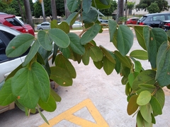Hymenaea
