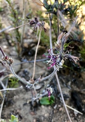 Pelargonium asarifolium