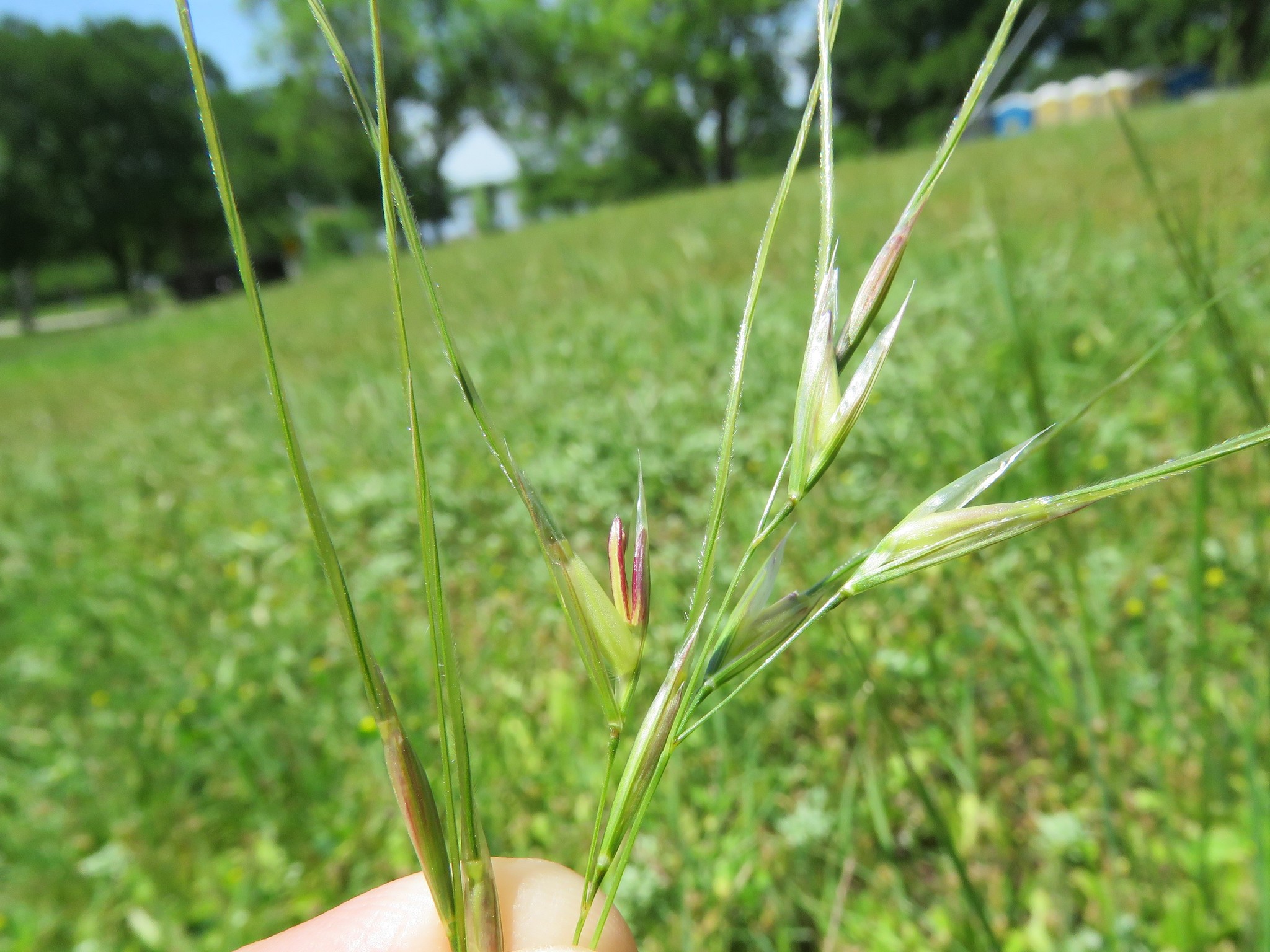 Nassella leucotricha
