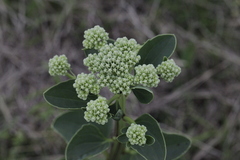 Arnoglossum plantagineum
