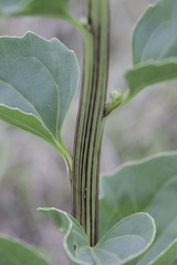 Arnoglossum plantagineum