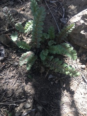 Pedicularis centranthera