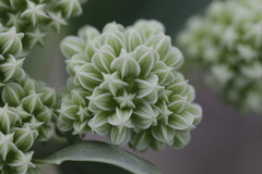 Arnoglossum plantagineum