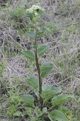 Arnoglossum plantagineum