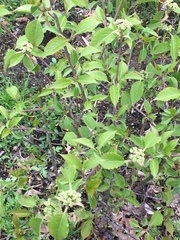 Viburnaceae