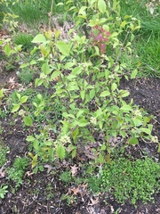Viburnaceae