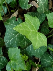 Hedera helix