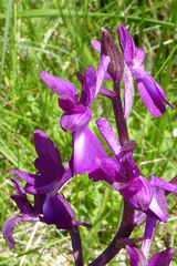 Anacamptis laxiflora