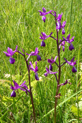 Anacamptis laxiflora