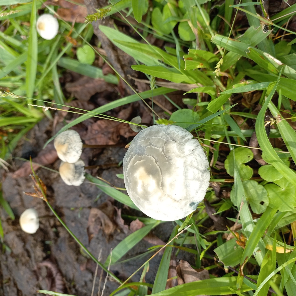 Panaeolus cyanescens · April 2024 · photo: © patricia_mees (iNaturalist, cc-by)